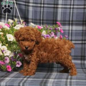 Zoomer, Toy Poodle Puppy
